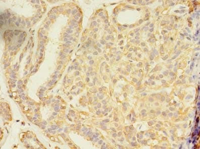 SEC31A / HSPC275 Antibody