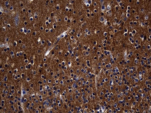 SEPT3 / Septin 3 Antibody (clone OTI2G3, Carrier-free)