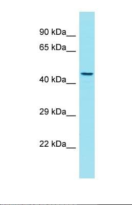 GPR180 Antibody (aa74-123)