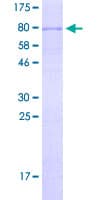 Human MAEL Protein (Recombinant GST)