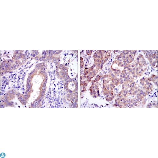 Monoclonal Mouse anti-Human REL / C-Rel Antibody (IHC, IF, WB)