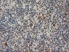 STAT5A Antibody (clone OTI11A9, Carrier-free)