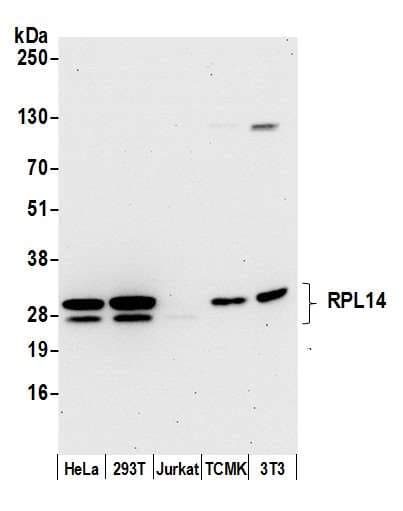 RPL14 / Ribosomal Protein L14 Antibody (aa165-215)