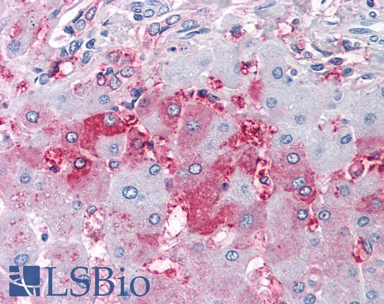 IHC-plus™ DUSP26 / MKP8 Antibody (Internal)