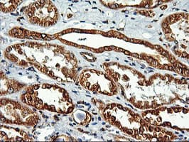ERGIC-53 / LMAN1 Antibody (clone OTI1C5)