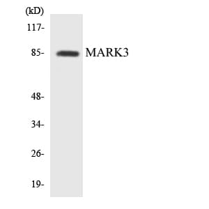 C-TAK1 / MARK3 Antibody (aa8-57)