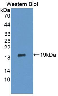 ERP29 Antibody (Biotin)