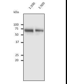 ALB / Serum Albumin Antibody