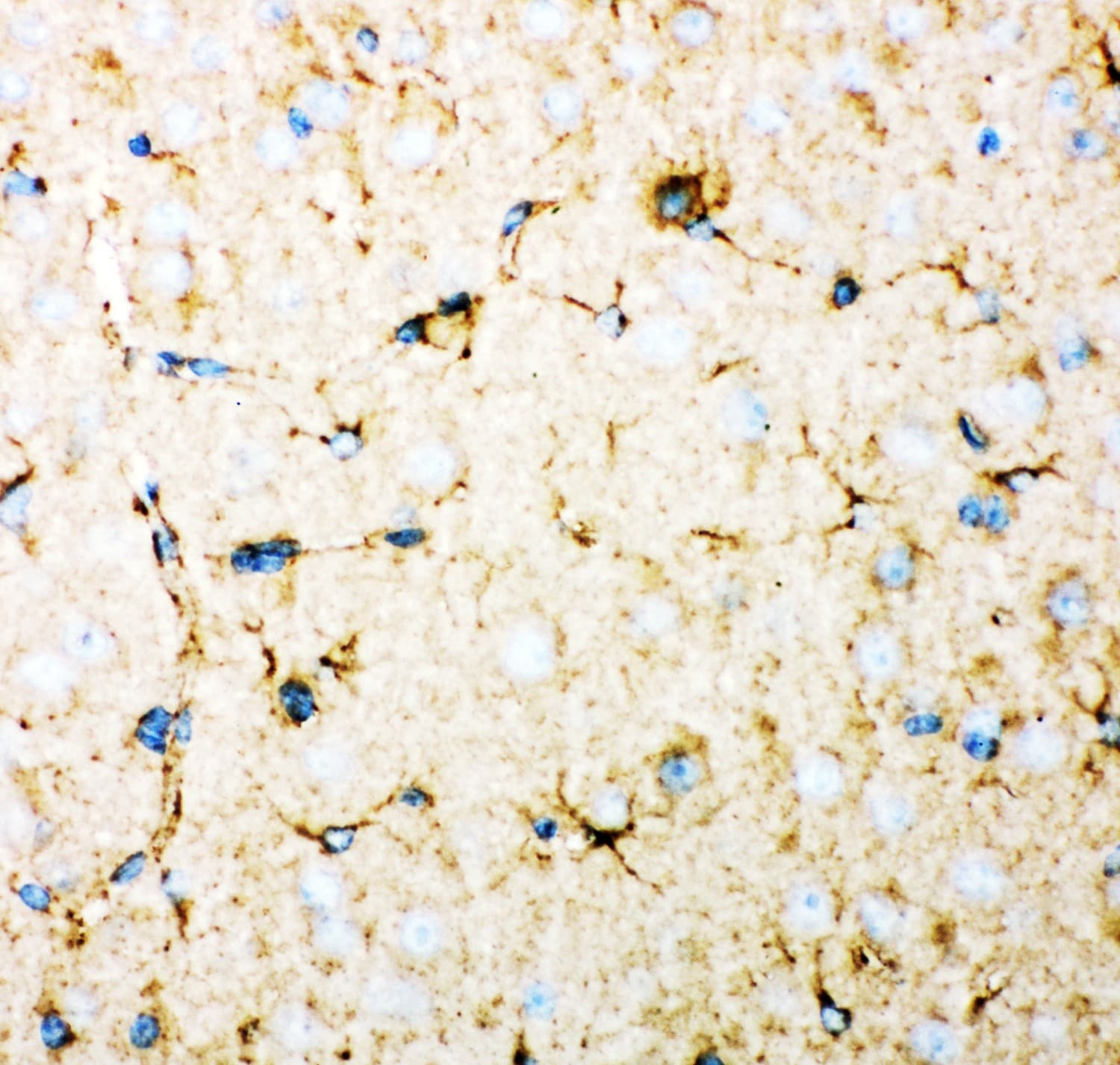 Polyclonal Rabbit anti-Human DHFR Antibody (aa2-187, IHC, WB)