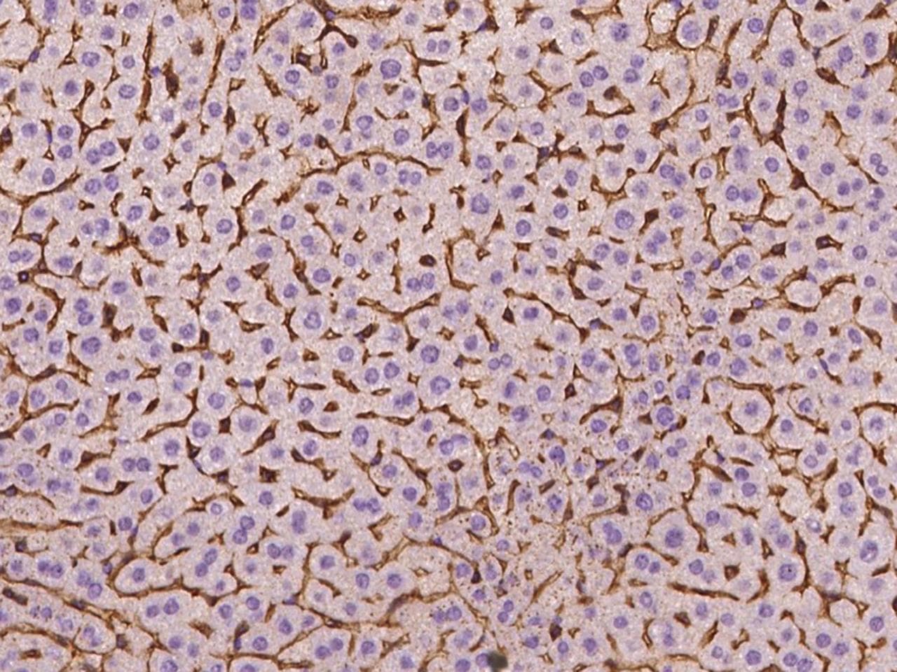 BST2 Antibody
