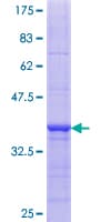 Human FUNDC2 Protein (Recombinant GST, N-terminus)