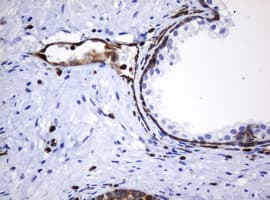 TMEM173 / STING Antibody (clone OTI4H1)