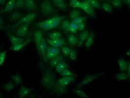 PLEKHA3 Antibody (clone OTI2D1, Carrier-free)