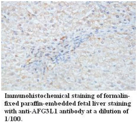 TRIM3 Antibody (N-Terminus)