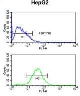 WDR43 Antibody (aa636-665)