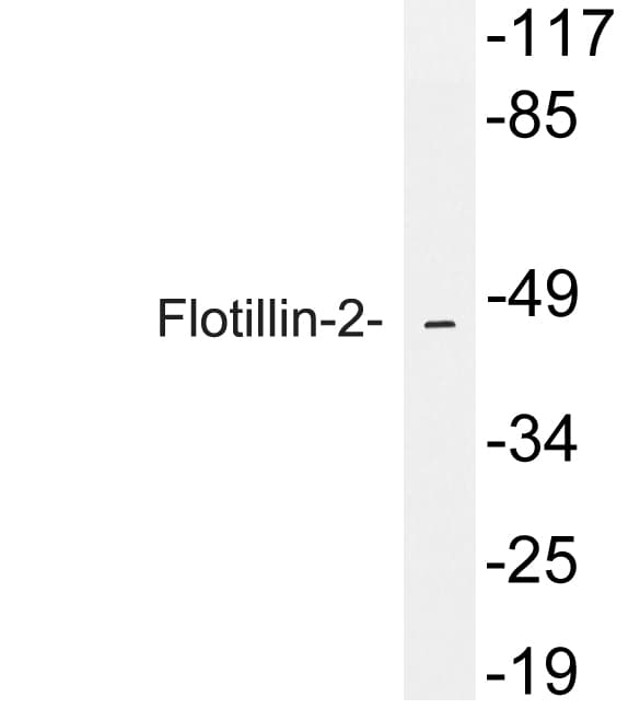 IHC-plus™ FLOT2 / Flotillin 2 Antibody (aa95-144)