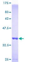 Human DNAL4 / Dynein Light Chain 4 Protein (Recombinant GST)