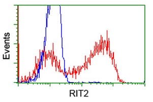 RIT2 / RIN Antibody (clone OTI3F4)