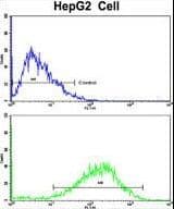 BAP / SIL1 Antibody (aa99-126)