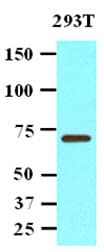 IHC-plus™ PPM1G Antibody (aa317-546, clone K1G6)
