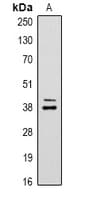Polyclonal Rabbit anti-Human CREB1 / CREB Antibody (IHC, WB)