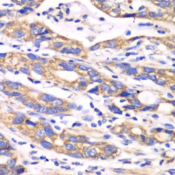 TXN2 / Thioredoxin 2 Antibody