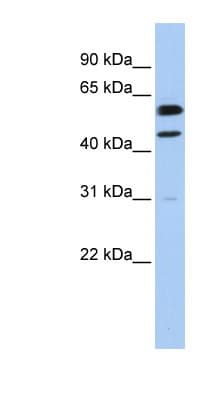 CCNB1 / Cyclin B1 Antibody (C-Terminus)