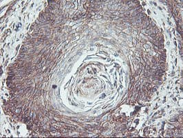 NPTN / SDR1 Antibody (clone OTI3C4, Carrier-free)