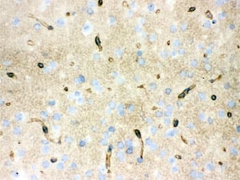 AQP4 / Aquaporin 4 Antibody