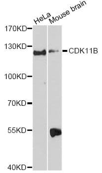 CDK11B / CDC2L1 Antibody