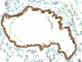EPCAM Antibody (clone Epcam/1159)