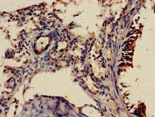 SHOC2 Antibody