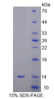 Mouse SRP9 Protein (Recombinant His-T7)