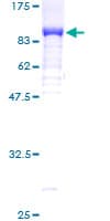 Human ZSCAN5 / ZSCAN5A Protein (Recombinant GST)