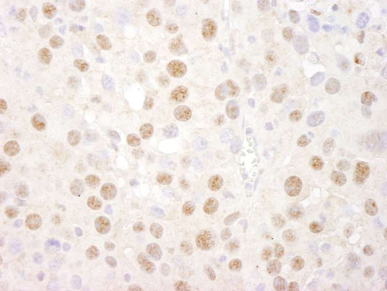 CREB1 / CREB Antibody (aa250-300)