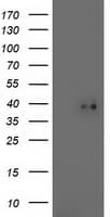 Monoclonal Mouse anti-Human TOMM34 Antibody (clone OTI2B5, IF, WB)