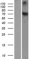 HSPA12A Protein (Over-Expression Lysate Myc-DDK (Flag))