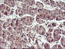 UPRT Antibody (clone OTI3A3, Carrier-free)