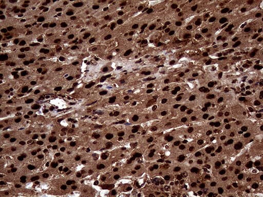 TALDO1 / Transaldolase 1 Antibody (clone OTI1E5, Carrier-free)
