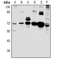C18orf8 / MIC1; Antibody