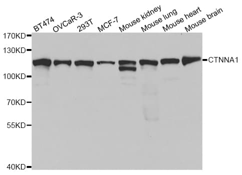 CTNNA1 / Catenin Alpha-1 Antibody