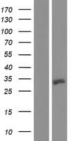 ULBP3 Protein (Over-Expression Lysate Myc-DDK (Flag))