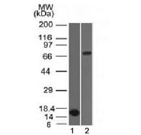 BCL6 Antibody (clone BCL6/1475, Azide-free, BSA-free)