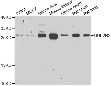 UBE2R2 Antibody