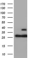 Monoclonal Mouse anti-Human PSMB7 Antibody (clone OTI4G9, aa58-277, IF, WB)