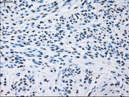 Monoclonal Mouse anti-Human ID3 Antibody (clone OTI15F4, IHC, IF, WB)
