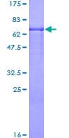 Human GIF / Intrinsic Factor Protein (Recombinant GST)