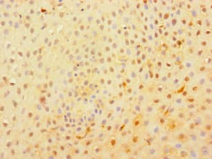 C1orf54 Antibody