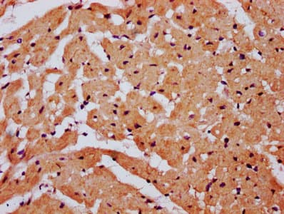 SNX33 Antibody