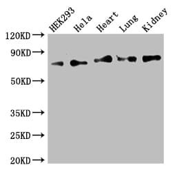 FOXK1 / MNF Antibody